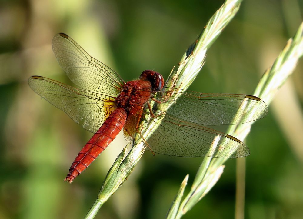 Feuerlibelle (Crocothemis erythraea), androchromes, männchenfarbenes Weibchen