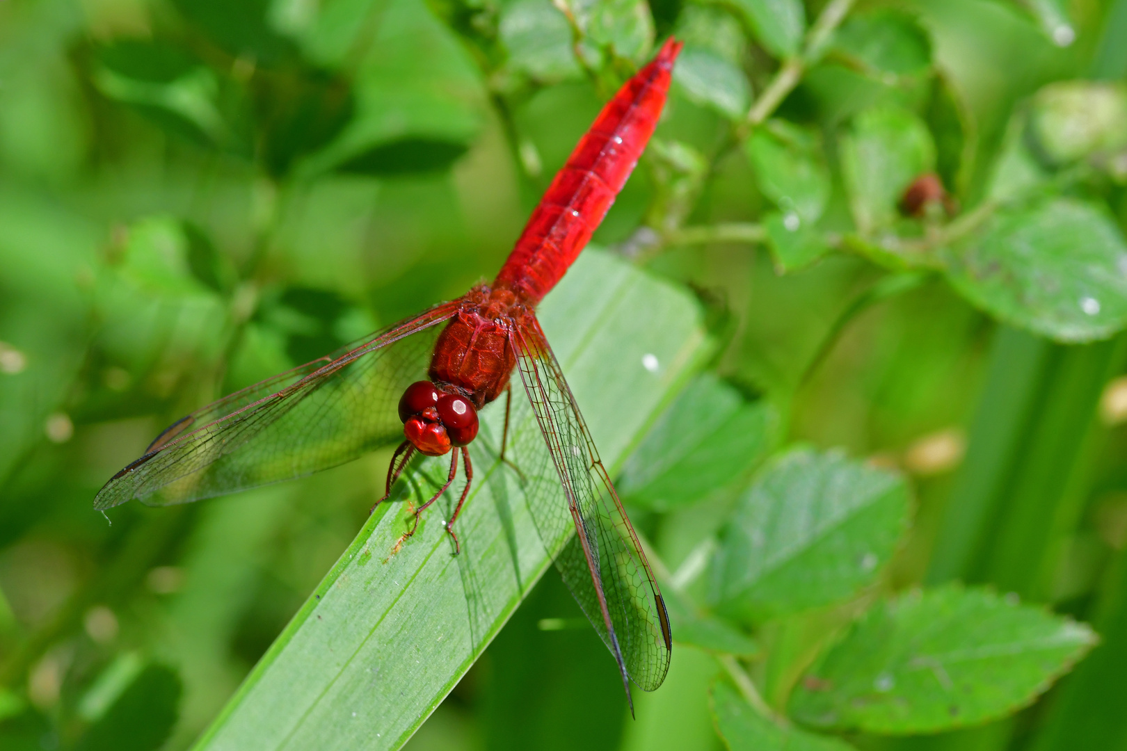 Feuerlibelle (Crocothemis erythraea) auf dem Posten