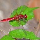 Feuerlibelle (Crocothemis erythraea) auf Salatblatt