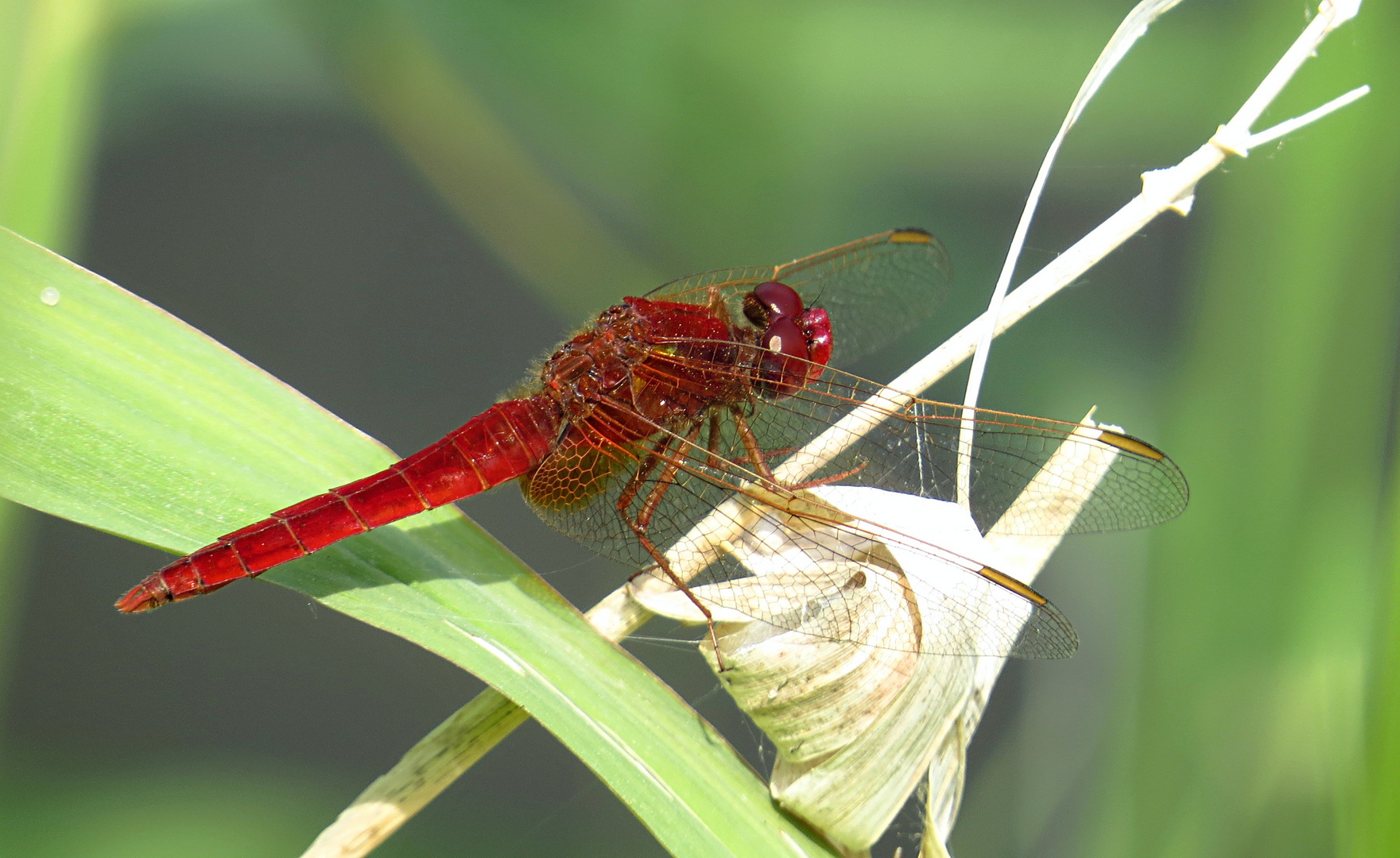 --- Feuerlibelle (Crocothemis erythraea) ---