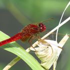 --- Feuerlibelle (Crocothemis erythraea) ---