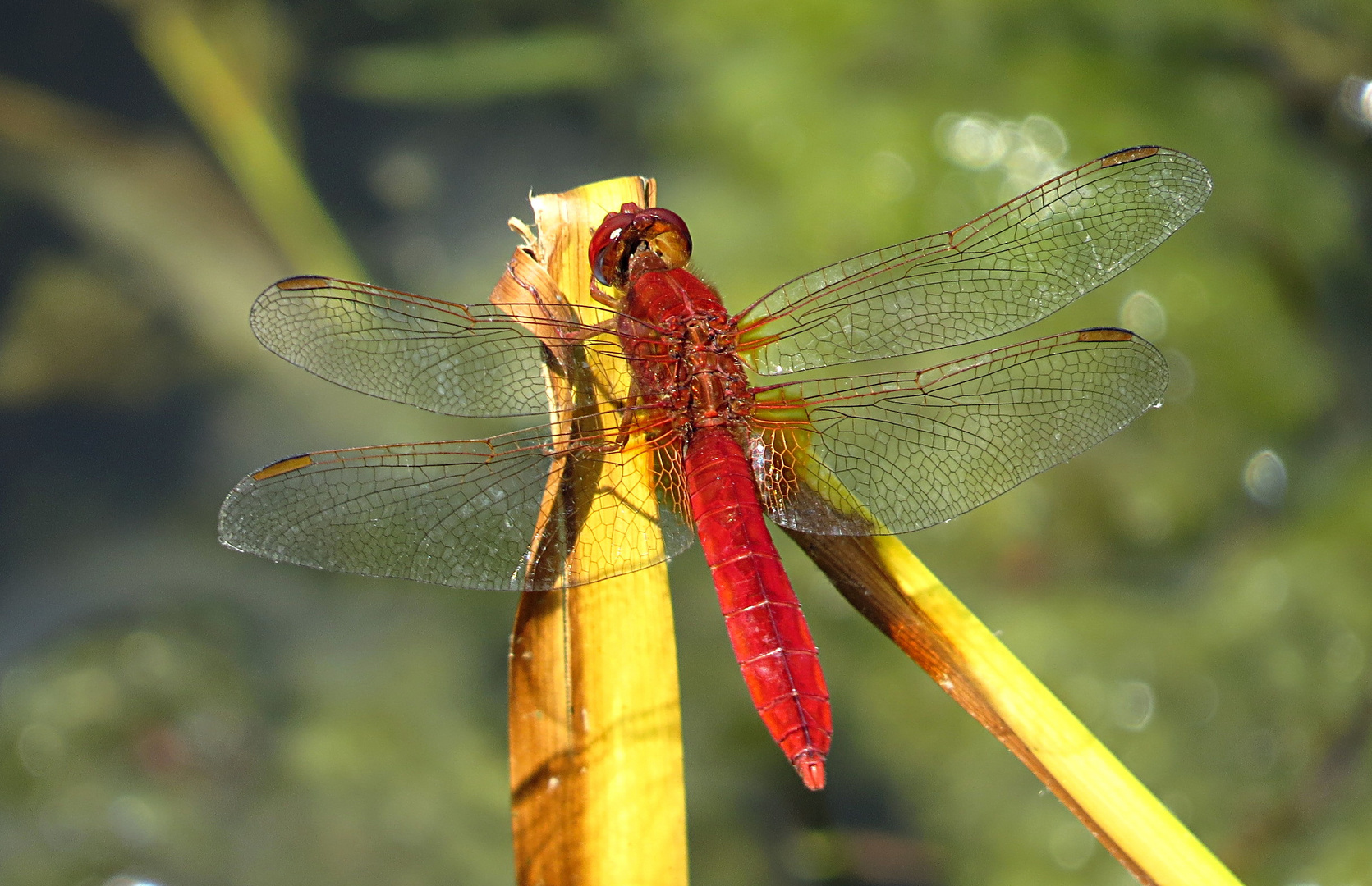 --- Feuerlibelle (Crocothemis erythraea) ---