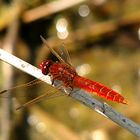 --- Feuerlibelle (Crocothemis erythraea) ---