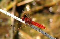 --- Feuerlibelle (Crocothemis erythraea) ---