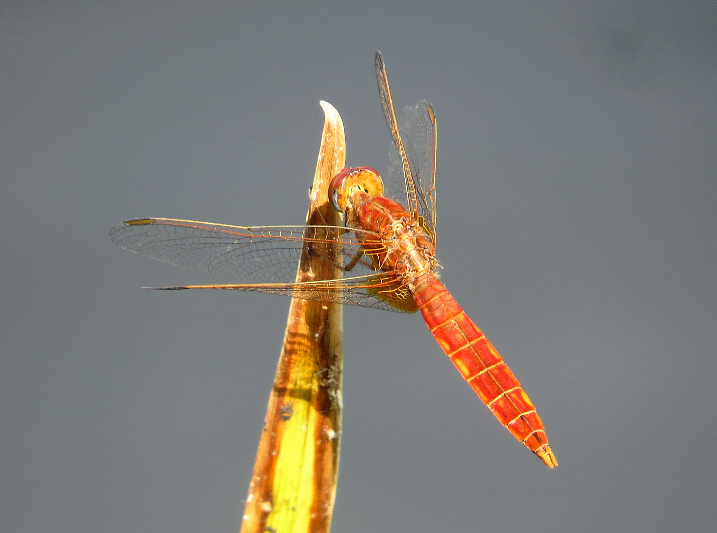 ... Feuerlibelle (Crocothemis erythraea) ...