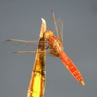 ... Feuerlibelle (Crocothemis erythraea) ...