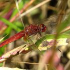 --- Feuerlibelle (Crocothemis erythraea) ---