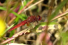 --- Feuerlibelle (Crocothemis erythraea) ---