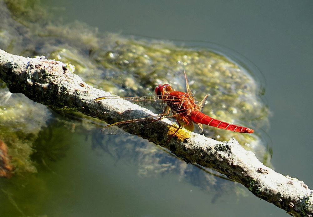 --- Feuerlibelle (Crocothemis erythraea) ---