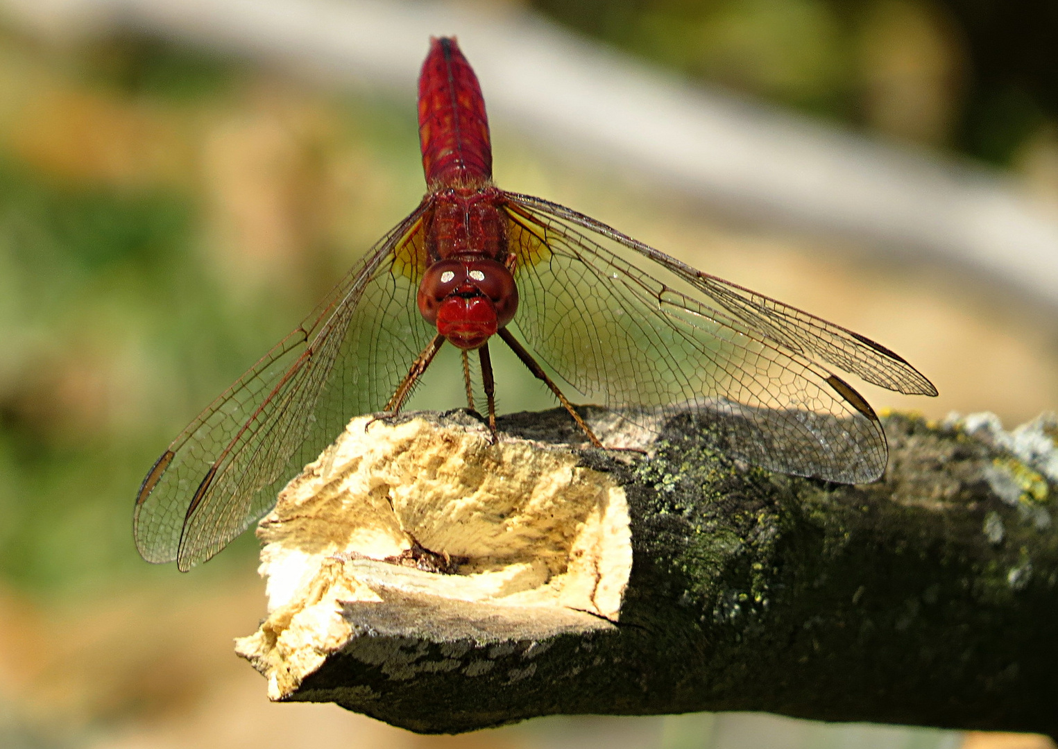 --- Feuerlibelle (Crocothemis erythraea) ---