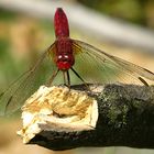 --- Feuerlibelle (Crocothemis erythraea) ---