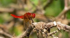 --- Feuerlibelle (Crocothemis erythraea) ---