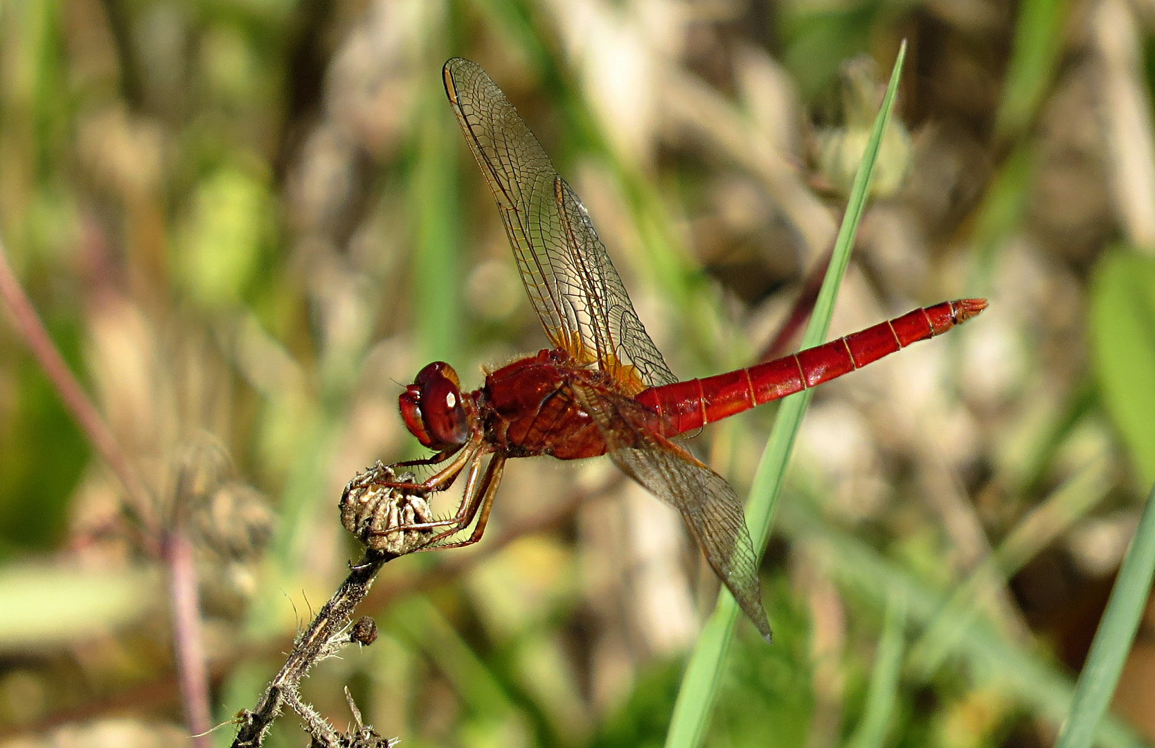 --- Feuerlibelle (Crocothemis erythraea) ---