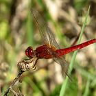 --- Feuerlibelle (Crocothemis erythraea) ---