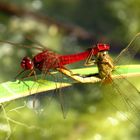 ... Feuerlibelle (Crocothemis erythraea) ...