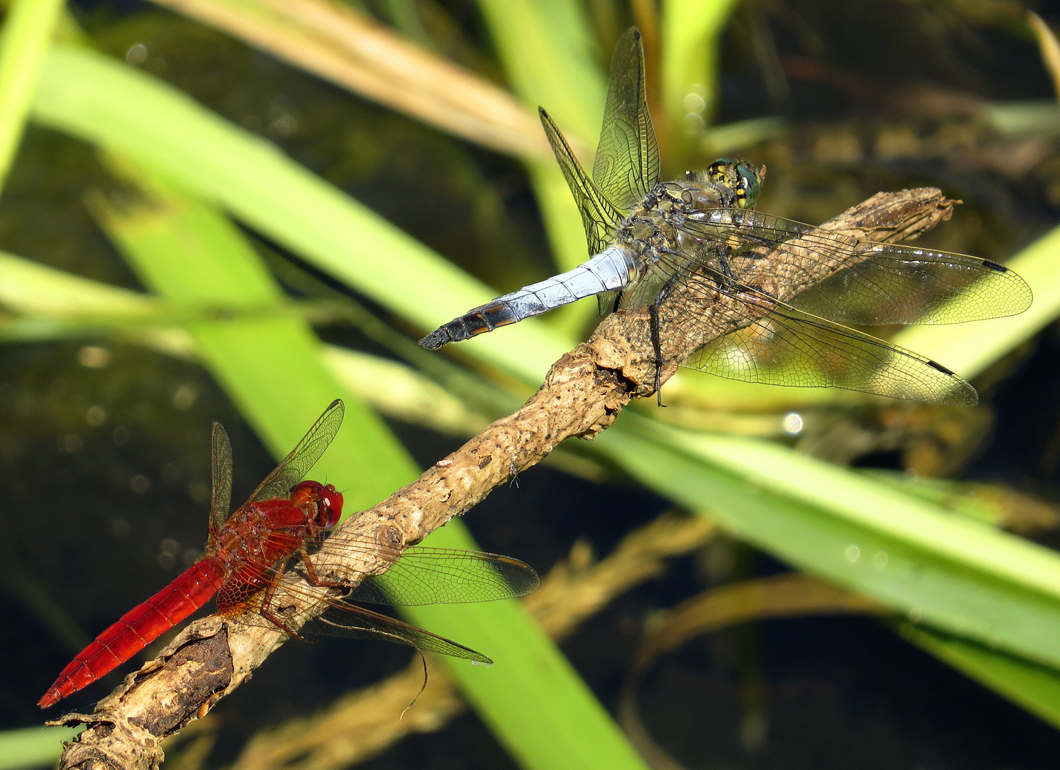 ... Feuerlibelle (Crocothemis erythraea) ...