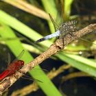 ... Feuerlibelle (Crocothemis erythraea) ...