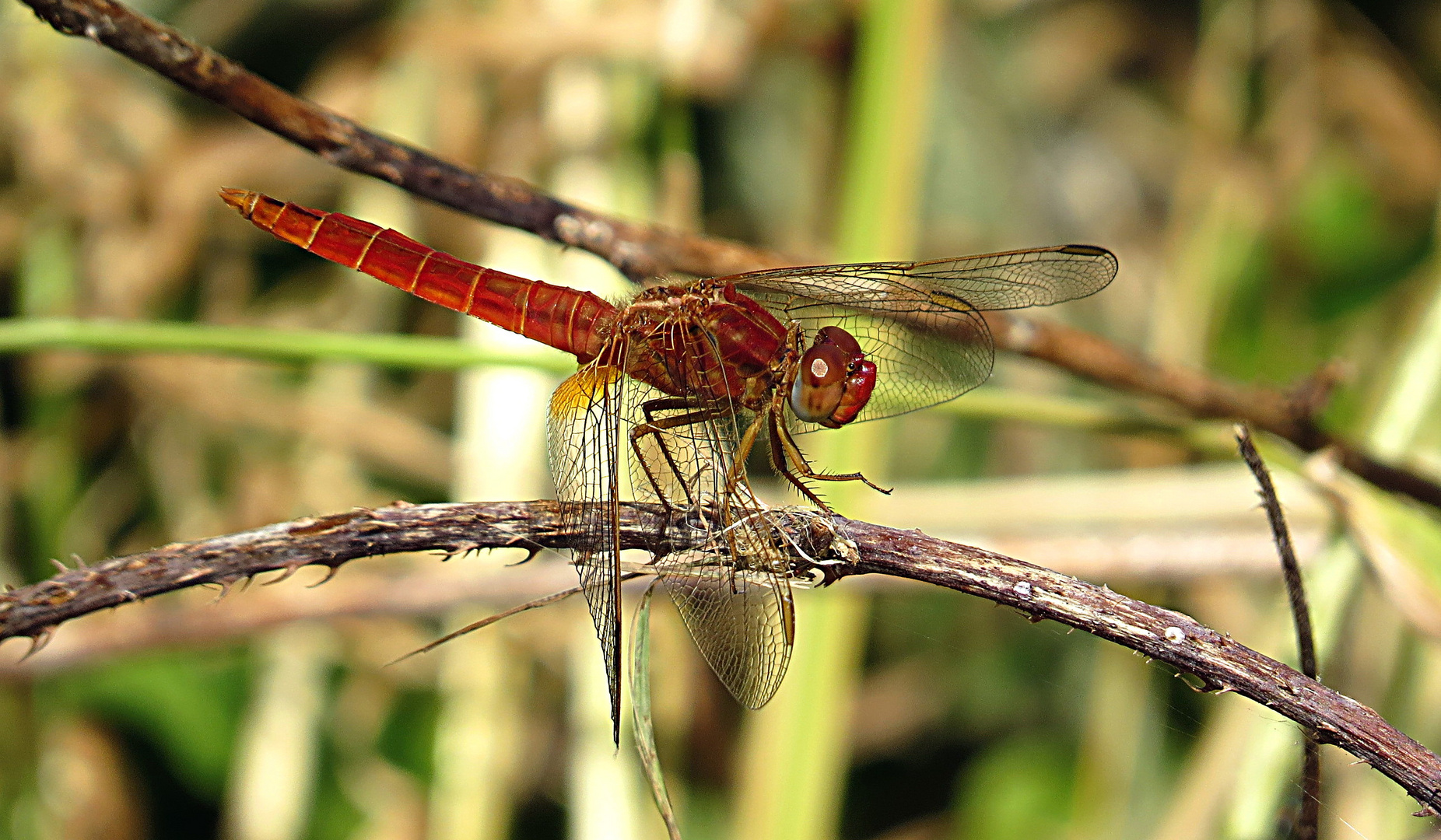 --- Feuerlibelle (Crocothemis erythraea) ---