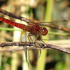 --- Feuerlibelle (Crocothemis erythraea) ---