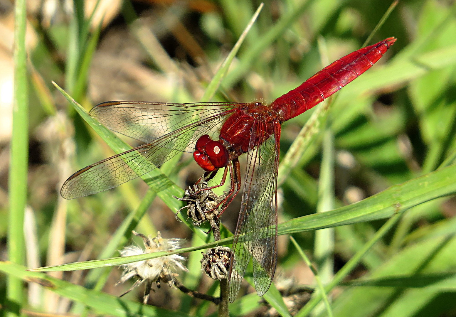 --- Feuerlibelle (Crocothemis erythraea) ---