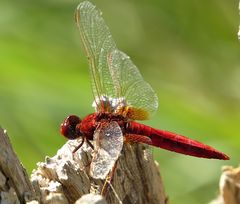 --- Feuerlibelle (Crocothemis erythraea) ---