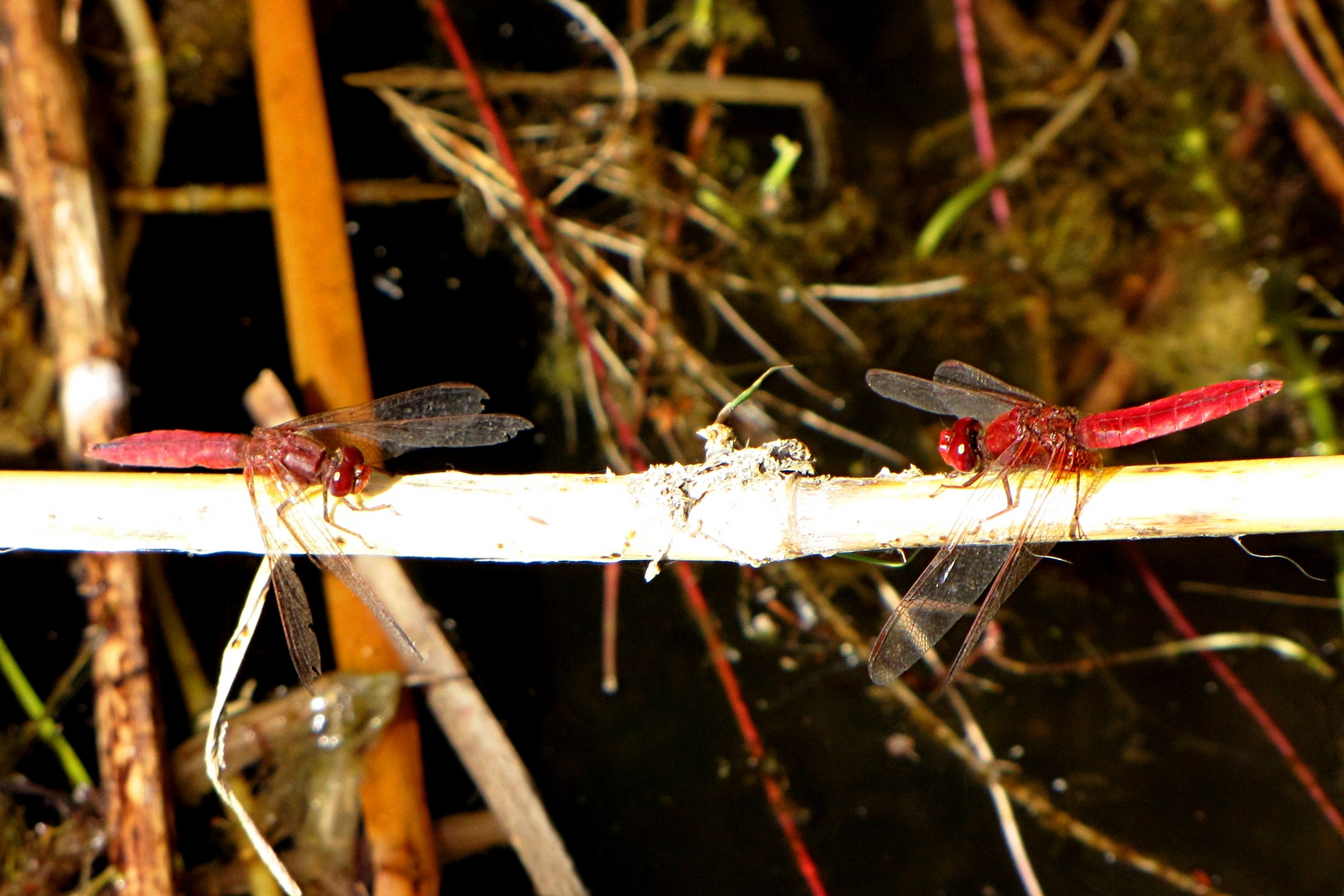 --- Feuerlibelle (Crocothemis erythraea) --- 