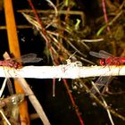 --- Feuerlibelle (Crocothemis erythraea) --- 