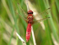 --- Feuerlibelle (Crocothemis erythraea) ---