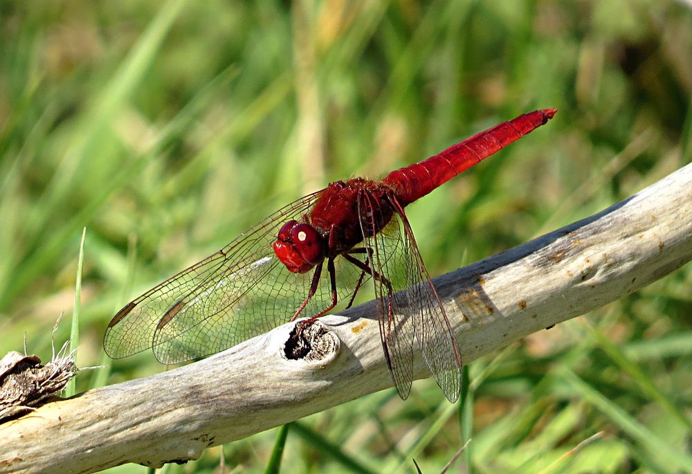 --- Feuerlibelle (Crocothemis erythraea) ---