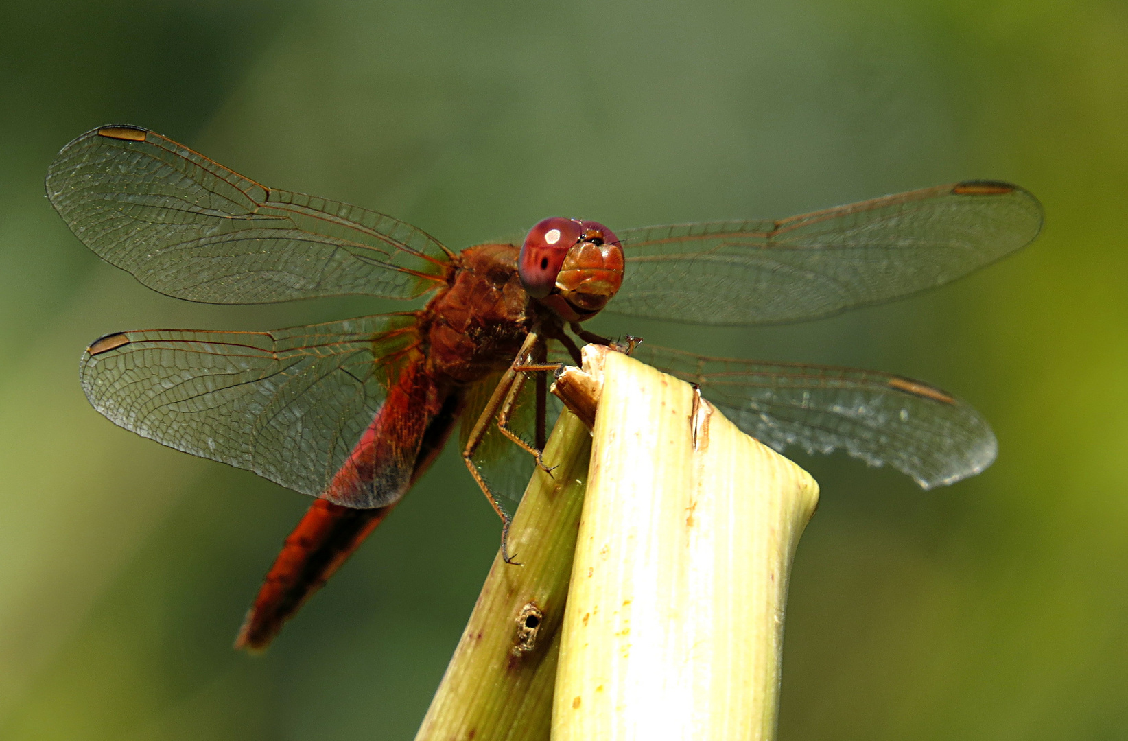 --- Feuerlibelle (Crocothemis erythraea) ---