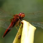 --- Feuerlibelle (Crocothemis erythraea) ---