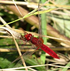 --- Feuerlibelle (Crocothemis erythraea) ---