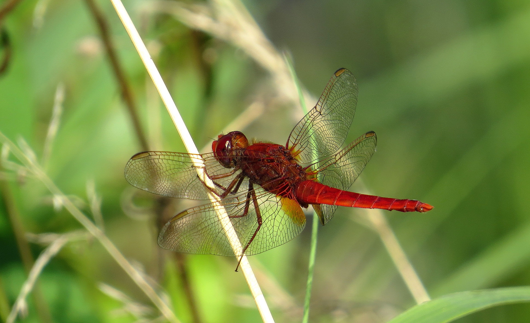 ... Feuerlibelle (Crocothemis erythraea) ...