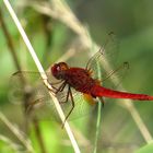 ... Feuerlibelle (Crocothemis erythraea) ...