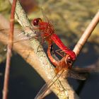 --- Feuerlibelle (Crocothemis erythraea) ---