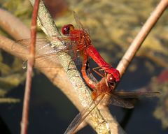 --- Feuerlibelle (Crocothemis erythraea) ---