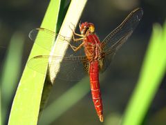 --- Feuerlibelle (Crocothemis erythraea) ---