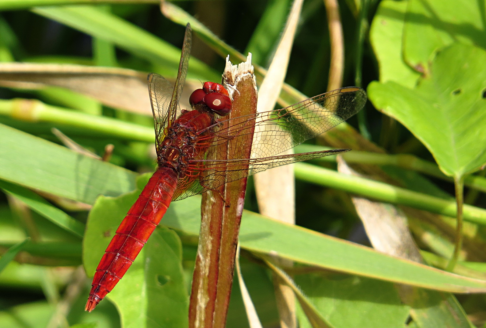 --- Feuerlibelle (Crocothemis erythraea) ---