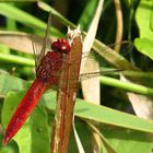 --- Feuerlibelle (Crocothemis erythraea) ---