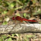 --- Feuerlibelle (Crocothemis erythraea) ---