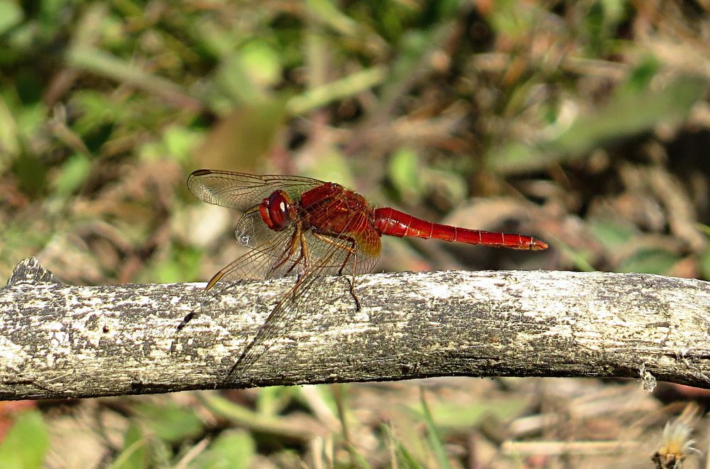 --- Feuerlibelle (Crocothemis erythraea) ---