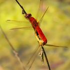 --- Feuerlibelle (Crocothemis erythraea) --- 