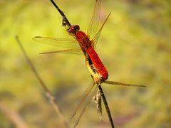 --- Feuerlibelle (Crocothemis erythraea) --- 