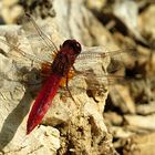 --- Feuerlibelle (Crocothemis erythraea) ---