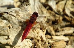 --- Feuerlibelle (Crocothemis erythraea) ---