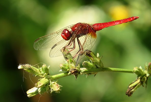 --- Feuerlibelle (Crocothemis erythraea) ---