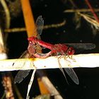 --- Feuerlibelle (Crocothemis erythraea) --- 