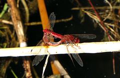 --- Feuerlibelle (Crocothemis erythraea) --- 