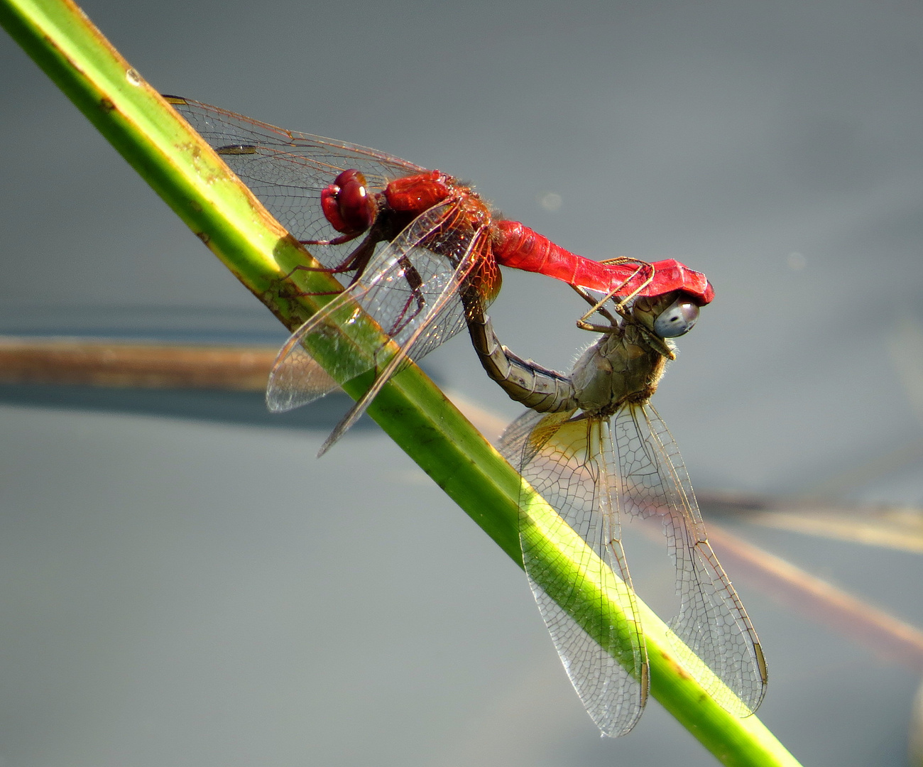 ... Feuerlibelle (Crocothemis erythraea) ...