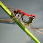 ... Feuerlibelle (Crocothemis erythraea) ...